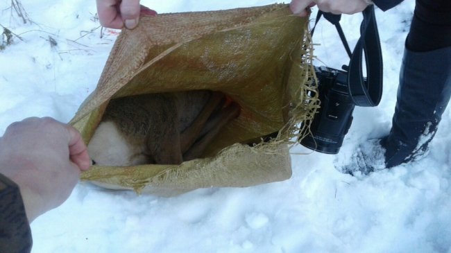 На Волині браконьєр жорстоко вбив козеня козулі