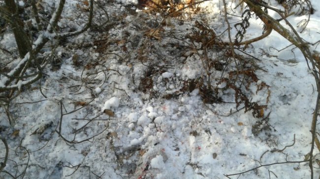 На Волині браконьєр жорстоко вбив козеня козулі