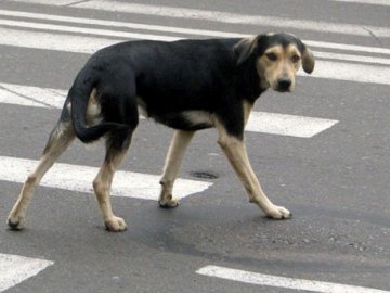 Наїхав на собаку, який раптово вибіг на дорогу: на Волині – аварія за участі мотоцикліста