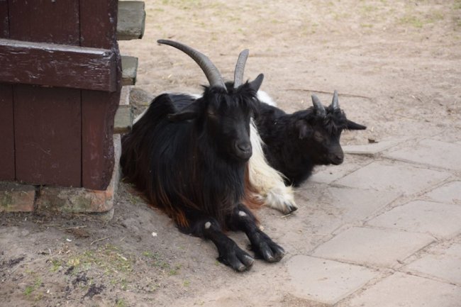 Хвороби, зайва вага і втрата шерсті: чому не можна годувати тварин у луцькому зоопарку