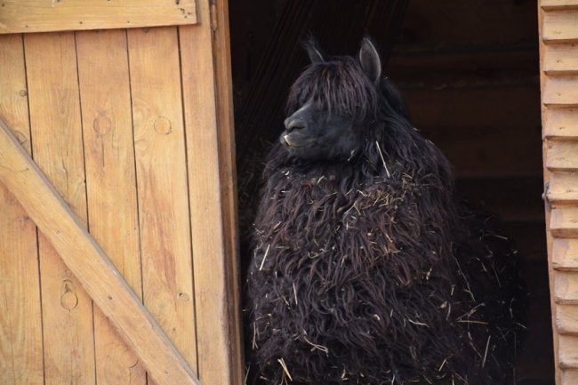 Хвороби, зайва вага і втрата шерсті: чому не можна годувати тварин у луцькому зоопарку