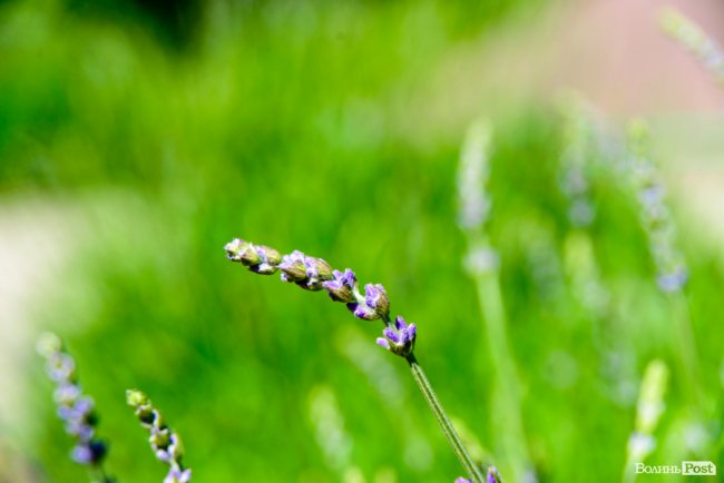 Літні пахощі: головний собор Луцька тоне в трояндах. ФОТОРЕПОРТАЖ