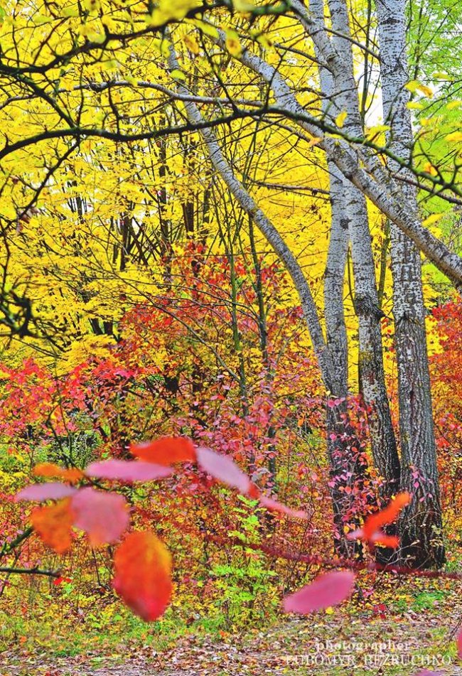 Роса і павутинки: луцький фотограф поділився осінніми світлинами