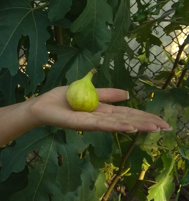 Волинська агроблогерка вирощує тисячі кущів квітів, а також екзотичні фрукти