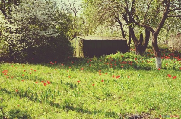 Луцькі тюльпани. ФОТО