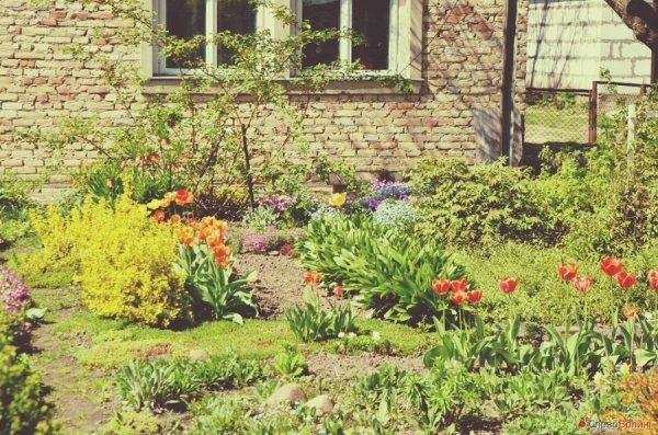 Луцькі тюльпани. ФОТО