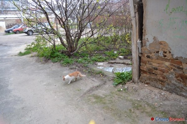 «За стінами» луцької вулиці Лесі Українки. ФОТО