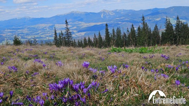 Карпати у квітах: почалося чарівне цвітіння крокусів