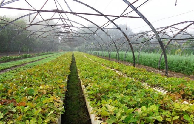 У селі біля Луцька висадили сіянці дуба. ФОТО