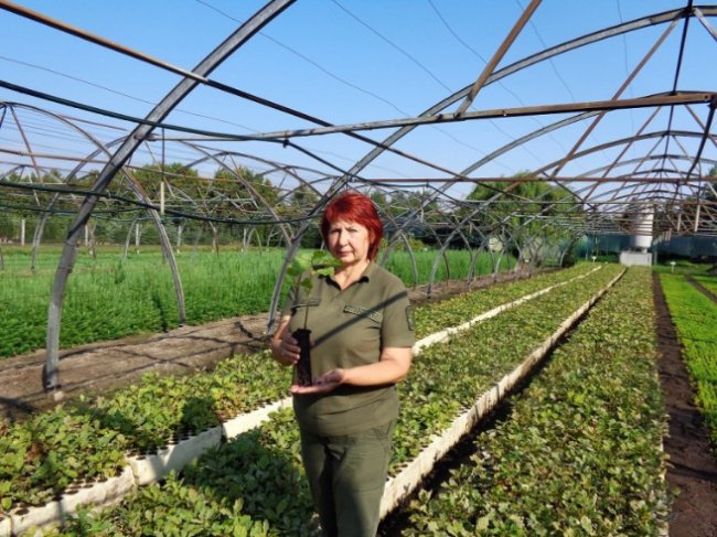 У селі біля Луцька висадили сіянці дуба. ФОТО
