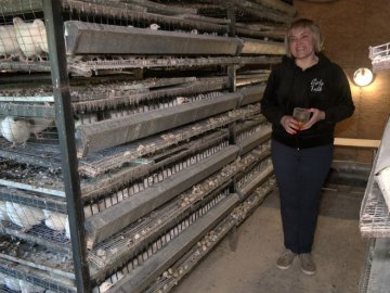 Волинянка з нуля створила перепелину ферму і допомагає госпіталю