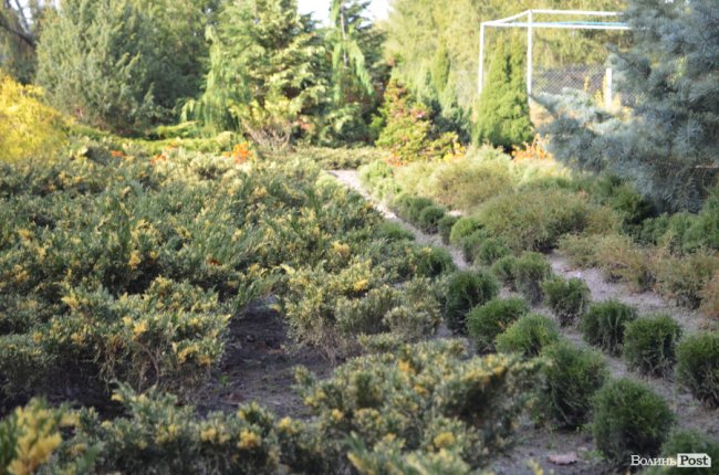 Поляків вражає робота волинських селекційних розсадників