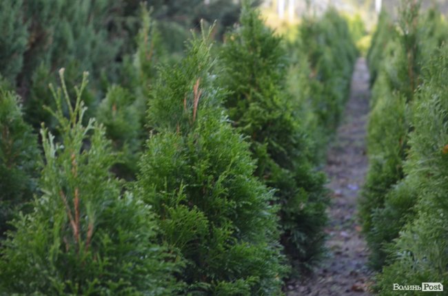 Поляків вражає робота волинських селекційних розсадників