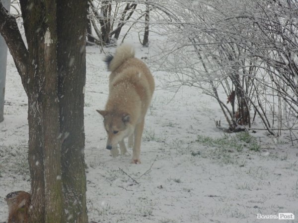 Луцьк засипає снігом. ФОТО