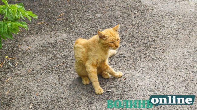 Коти на луцьких вулицях. ФОТО