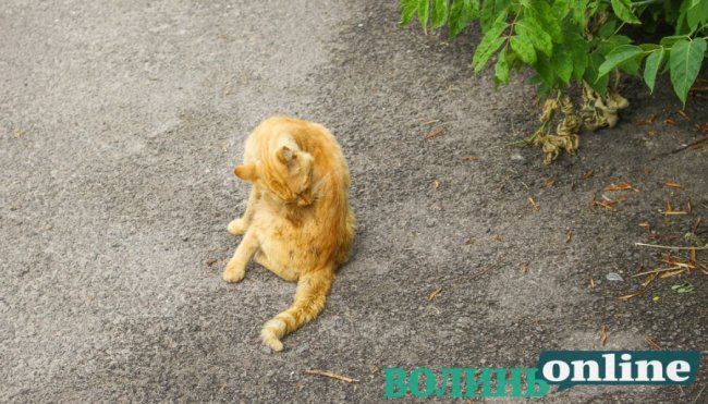 Коти на луцьких вулицях. ФОТО
