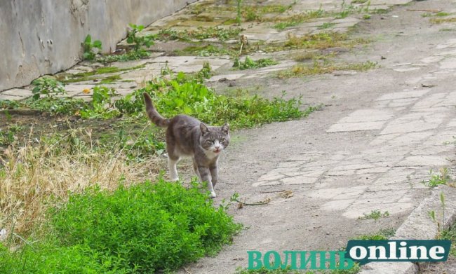 Коти на луцьких вулицях. ФОТО