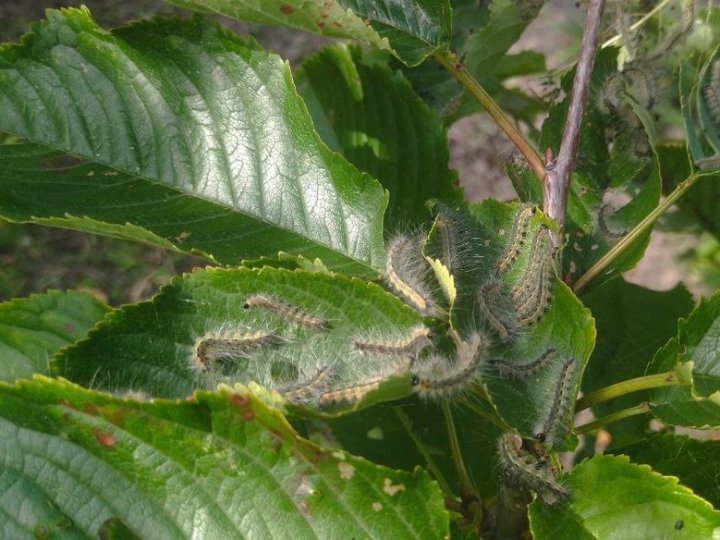 На боротьбу з американським білим метеликом у Луцькій громаді виділили 100 тисяч гривень