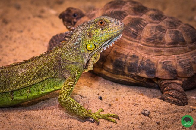 Луцький зоопарк поповнився «екзотикою»