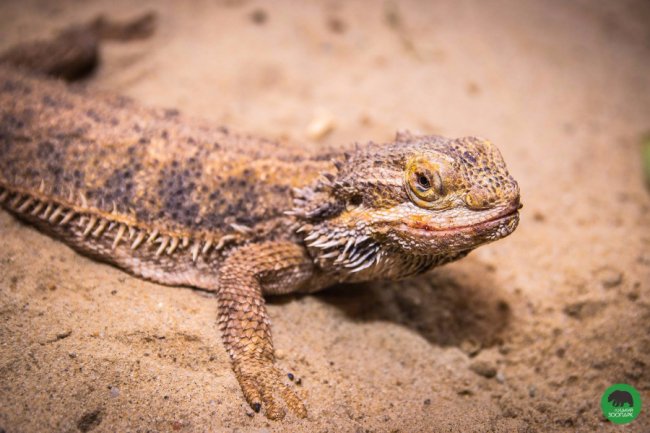 Луцький зоопарк поповнився «екзотикою»