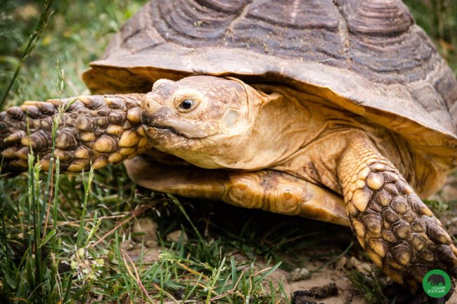 Луцький зоопарк поповнився «екзотикою»