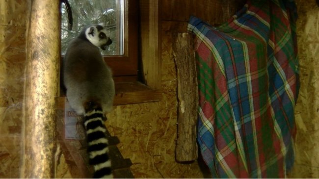 У Луцькому зоопарку чекають на генератори: як працює заклад без світла