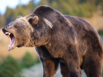 У Карпатах на туристку напав ведмідь і пошматував руку