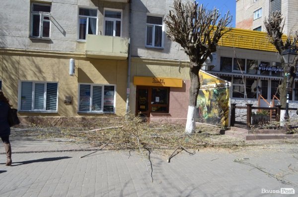 В центрі Луцька різали дерева. ФОТО