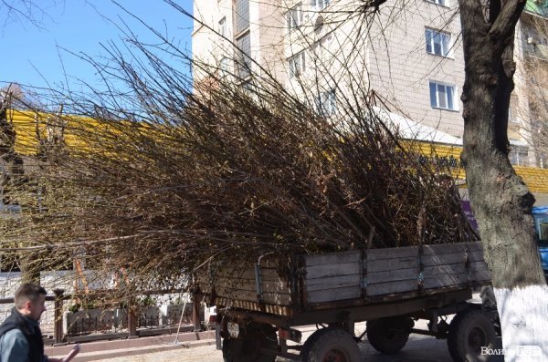 В центрі Луцька різали дерева. ФОТО