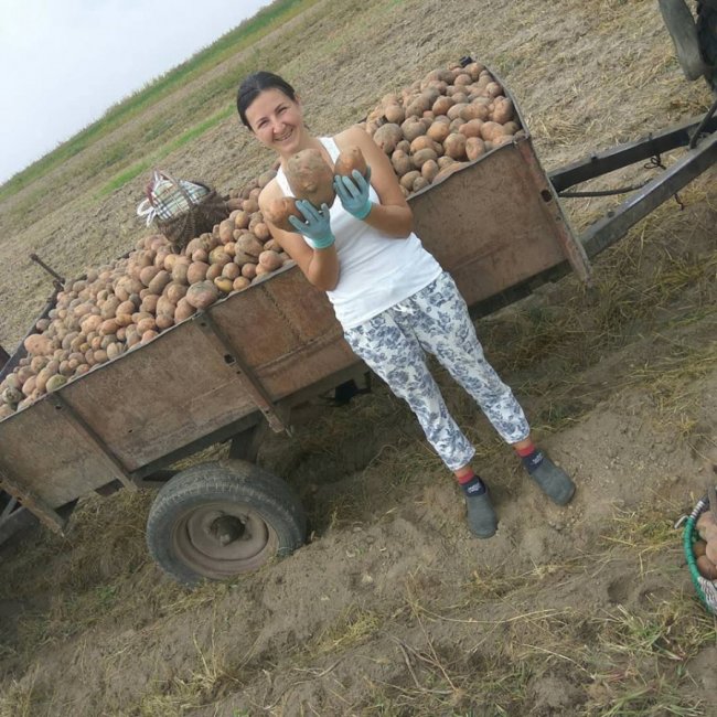 Рекордні картоплини: волинянка показала небувалий урожай. ФОТО