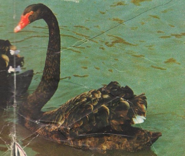 Опублікували фото луцького зоопарку 80-их