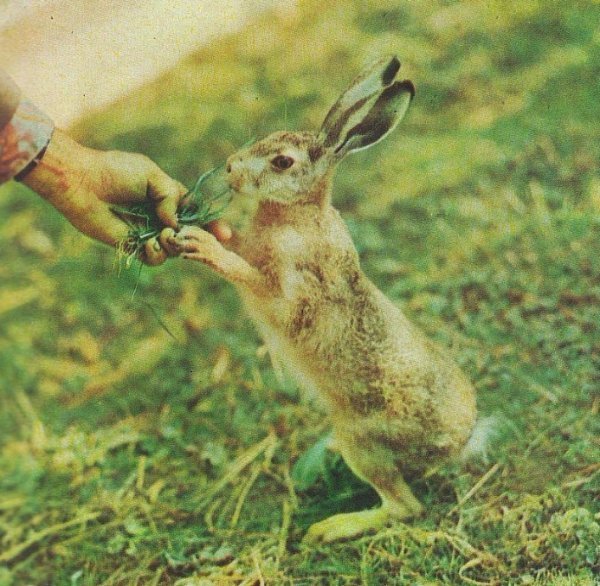 Опублікували фото луцького зоопарку 80-их