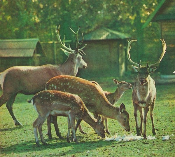 Опублікували фото луцького зоопарку 80-их