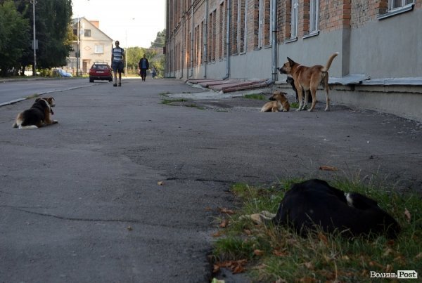 Місцеві чотирилапі привітні не до всіх.