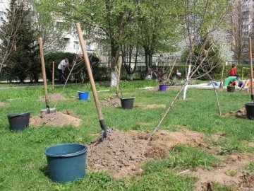 Навесні в Луцьку висадили 2200 дерев