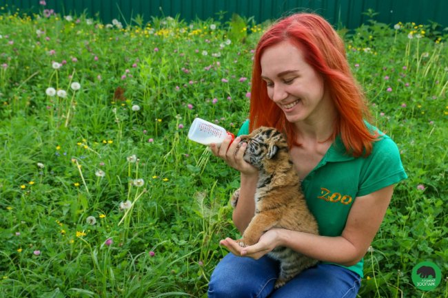 Клубочок щастя: у Луцькому зоопарку народилось тигреня. ФОТО