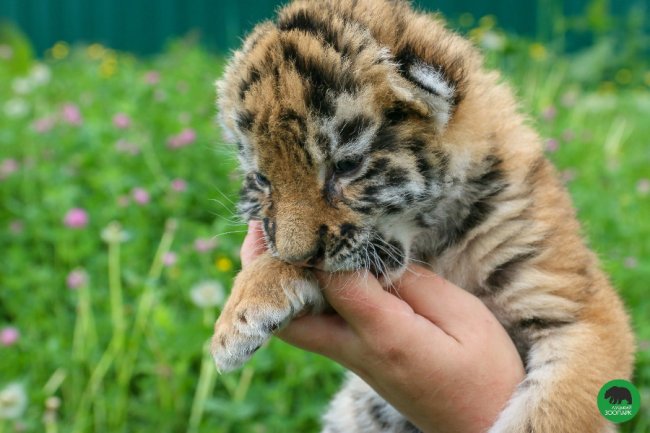 Клубочок щастя: у Луцькому зоопарку народилось тигреня. ФОТО