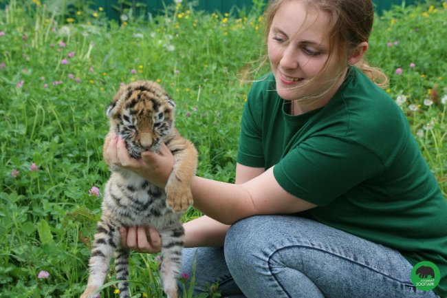 Клубочок щастя: у Луцькому зоопарку народилось тигреня. ФОТО