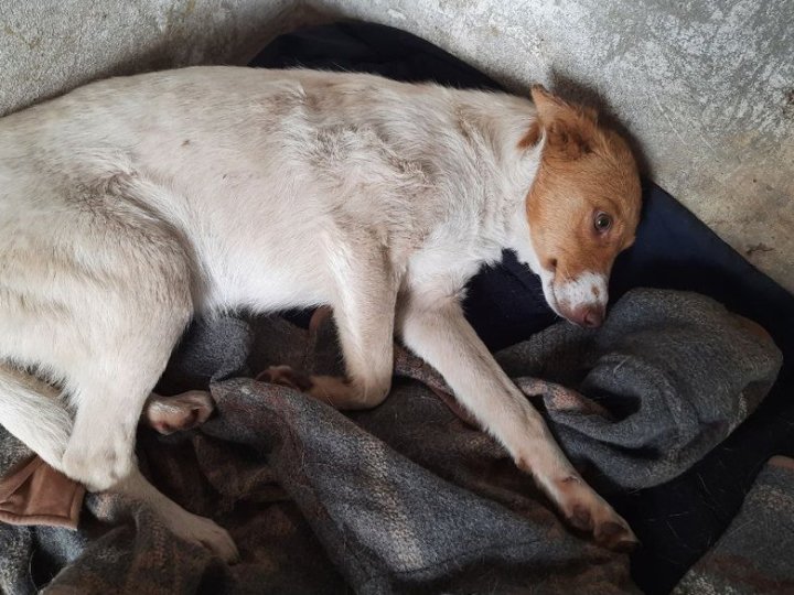 Кримінал та адмінка: скільки заяв надійшло до поліції Волині щодо жорстокого поводження з тваринами