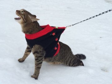 Погода в Луцьку та Волинській області на вихідні, 26 і 27 січня