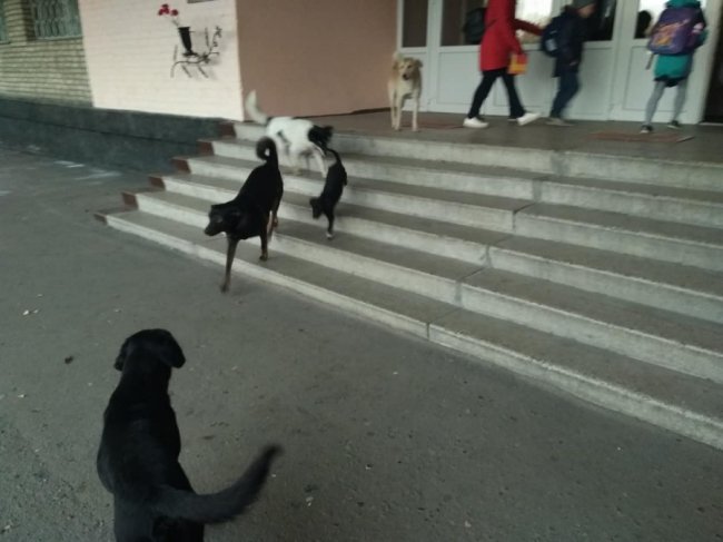 У Ковелі зграя собак «тероризує» учнів біля школи