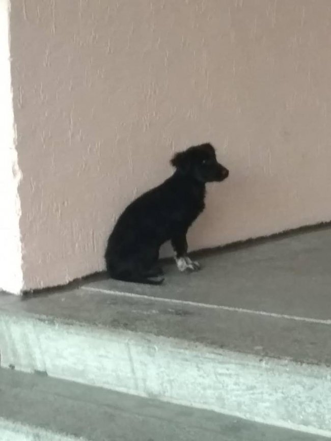 У Ковелі зграя собак «тероризує» учнів біля школи