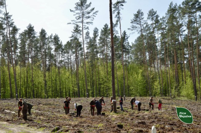 5 причин, чому варто пишатись лісомисливською галуззю Волині 