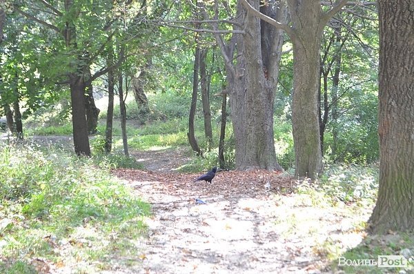 Луцький парк перетворився на смітник, бо нікому доглядати. ФОТО