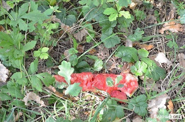 Луцький парк перетворився на смітник, бо нікому доглядати. ФОТО