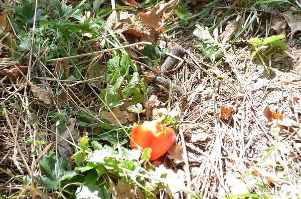 Луцький парк перетворився на смітник, бо нікому доглядати. ФОТО