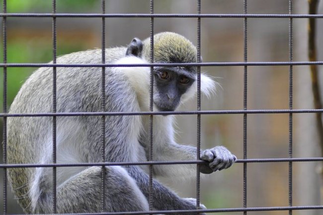 Ліниві леви і грайливі мавпочки: яскраві фото з Луцького зоопарку