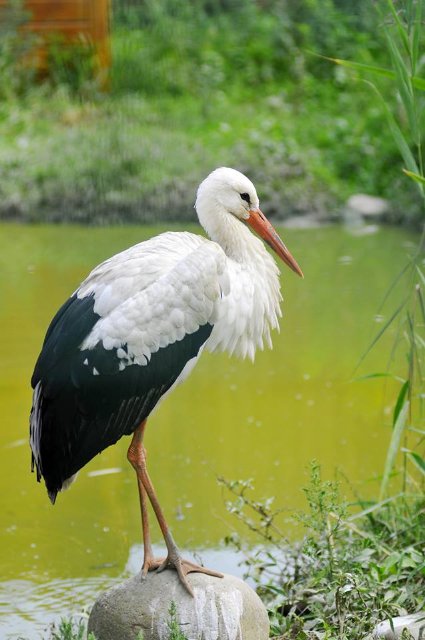 Ліниві леви і грайливі мавпочки: яскраві фото з Луцького зоопарку