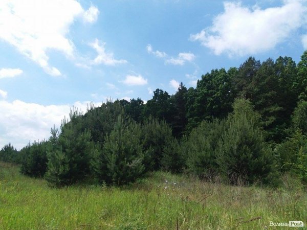 На Волині суничний бум – замість чорниці люди збирають «ягоду сонця». ФОТО