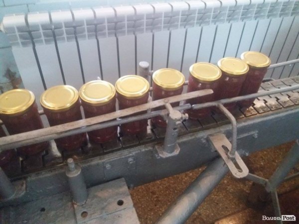 На Волині суничний бум – замість чорниці люди збирають «ягоду сонця». ФОТО